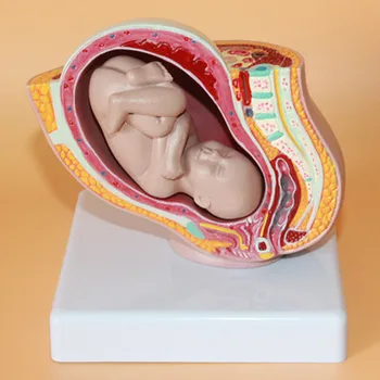модель плода женского таза девять месяцев беременности модель развития эмбриона плода матки