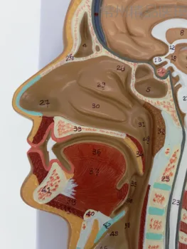 сагиттальный разрез головы человека модель среднего разреза человеческого мозга медицинская головка модель анатомии сагиттальной головки
